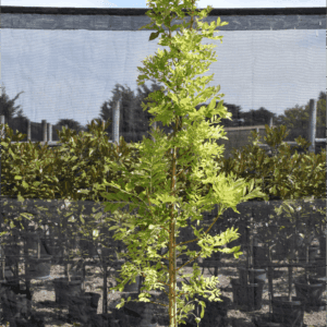 Fraxinus excelsior ‘Aurea’ Golden Ash