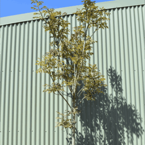Fraxinus ornus Manna Ash