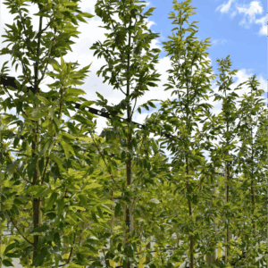 Fraxinus pennsylvanica ‘Cimmaron’ Ash