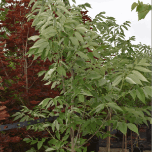Fraxinus pennsylvanica ‘Urbdell’ Urbanite Ash