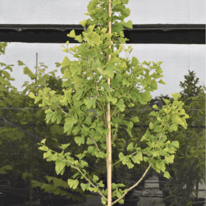 Ginkgo biloba Maidenhair