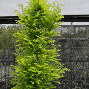 Gleditsia triacanthos ‘Elegantissima’