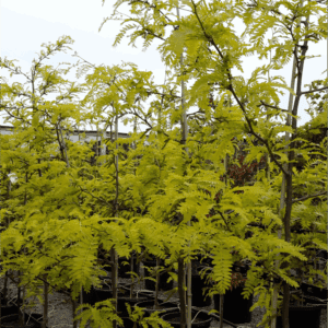 Gleditsia triacanthos ‘Shademaster’