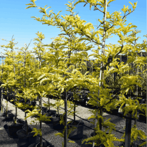 Gleditsia triacanthos ‘Sunburst’