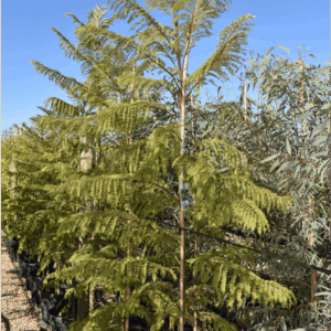 Jacaranda mimosifolia