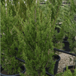 Juniperus chinensis ‘Spartan’ Juniper