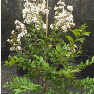 Lagerstroemia indica ‘Natchez’ White Crepe Myrtle