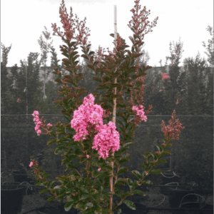 Lagerstroemia indica ‘Sioux’ Pale Pink Crepe Myrtle