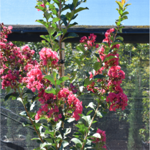 Lagerstroemia indica ‘Tuscarora’ Coral Red Crepe Myrtle