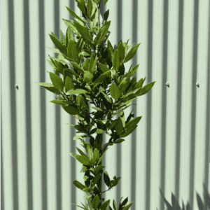 Laurus nobilis Bay Tree