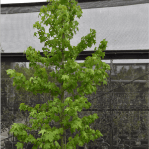 Liquidambar styraciflua Sweetgum