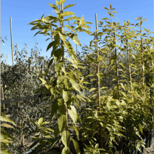 Lophostemon confertus Queensland Brush Box