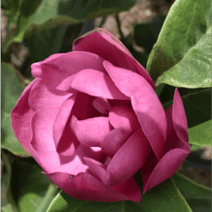 Magnolia x soulangeana ‘Black Tulip’