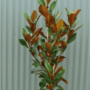 Magnolia grandiflora ‘Coolwyn Gloss’