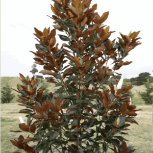 Magnolia grandiflora ‘Little Gem’