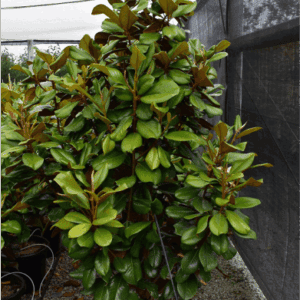 Magnolia grandiflora ‘Teddy Bear’