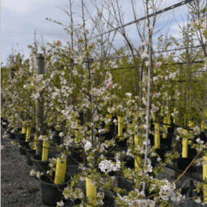 Malus floribunda (Japanese Crab Apple)