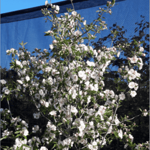Malus ioensis ‘Plena’ Crab Apple