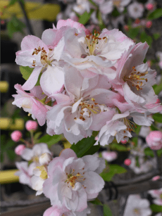 Malus ioensis (Crab Apple ‘Plena’)4