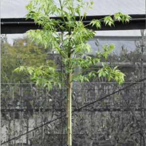 Melia azedarach White Cedar ‘Chinaberry’