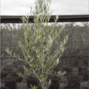 Olea europaea ‘Arbequina’ - Olive