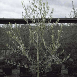 Olea europaea ‘Pendolino’ - Olive