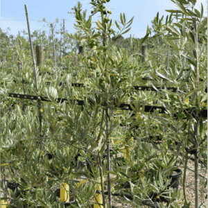 Olea europaea ‘Picual’ - Olive