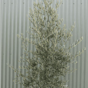 Olea europaea ‘Tolley’s Upright’ - Olive