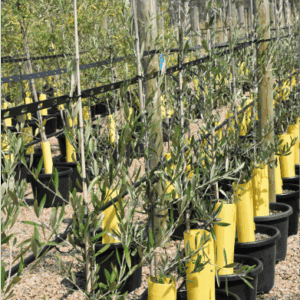 Olea europaea ‘Frantoio’ - Olive