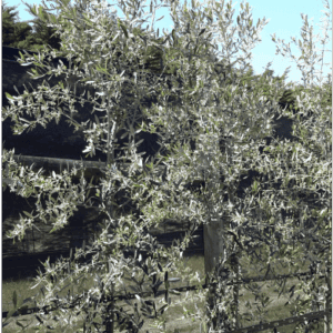 Olea europaea ‘Kalamata’ - Olive