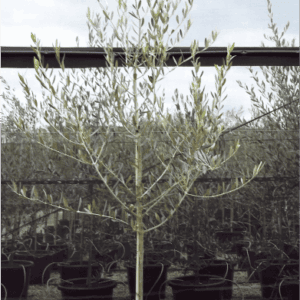 Olea europaea ‘Leccino’ - Olive