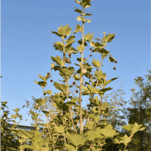 Platanus x acerifolia London Plane Tree