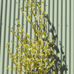 Populus simonii ‘fastigiata’ - Simon Poplar