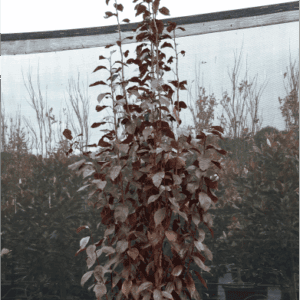 Prunus cerasifera ‘Oakville Crimson Spire’