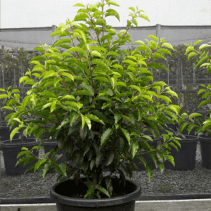 Prunus lusitanica Portuguese Laurel