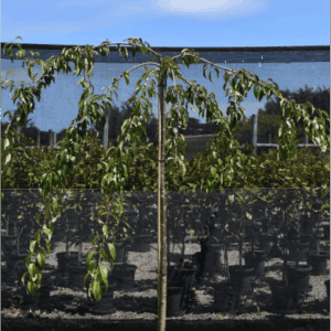 Prunus subhirtella pendula ‘Alba’ White Weeping Cherry