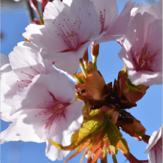 Prunus subhirtella pendula ‘Rosea’ (Weeping Pink Cherry) 2