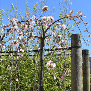 Prunus subhirtella pendula ‘Rosea’ Pink Weeping Cherry