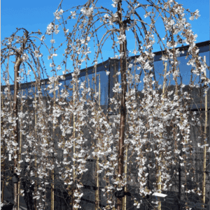 Prunus ‘Snofozam’ Snow Fountain Weeping Cherry