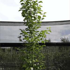 Pyrus calleryana ‘Capital’ Ornamental Pear