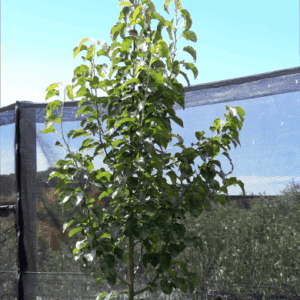 Pyrus calleryana ‘Cleveland select’ ‘Chanticleer’ Ornamental Pear