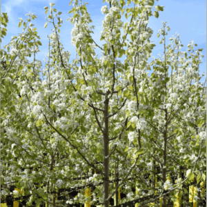 Pyrus nivalis Snow Pear