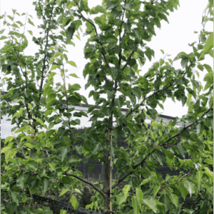 Pyrus ussuriensis Manchurian Pear