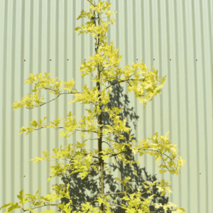 Quercus palustris ‘Pin Oak’