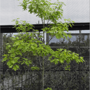 Quercus robur (English Oak)