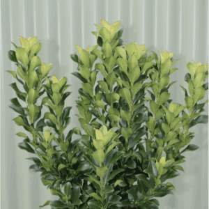 Rhaphiolepis indica ‘Snow Maiden’