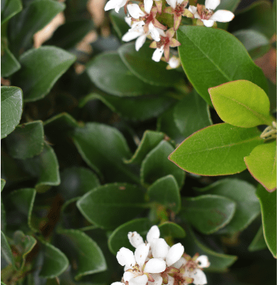 Rhaphiolepis indica ‘Snow Maiden’2