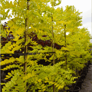 Robinia pseudoacacia Frisia (Golden Robinia)