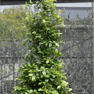 Syzygium paniculatum ‘Backyard Bliss’ Lilly Pilly