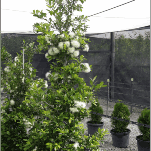 Syzygium australe ‘Resilience’ Lilly Pilly